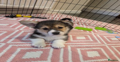 Welsh Corgi Pembroke dogs - Advert 9