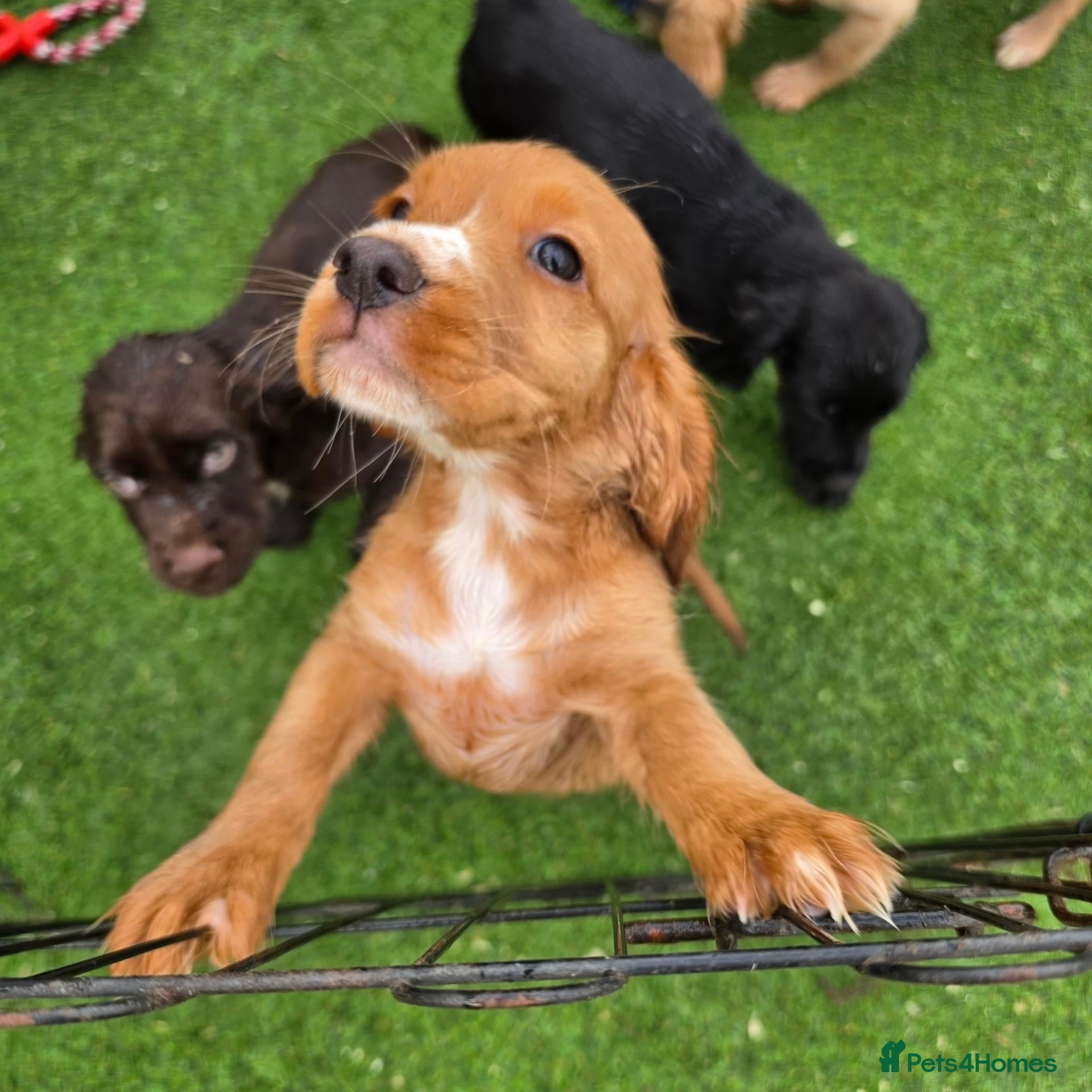 Cocker Spaniel dogs Working Type Cocker Spaniels - Advert 2