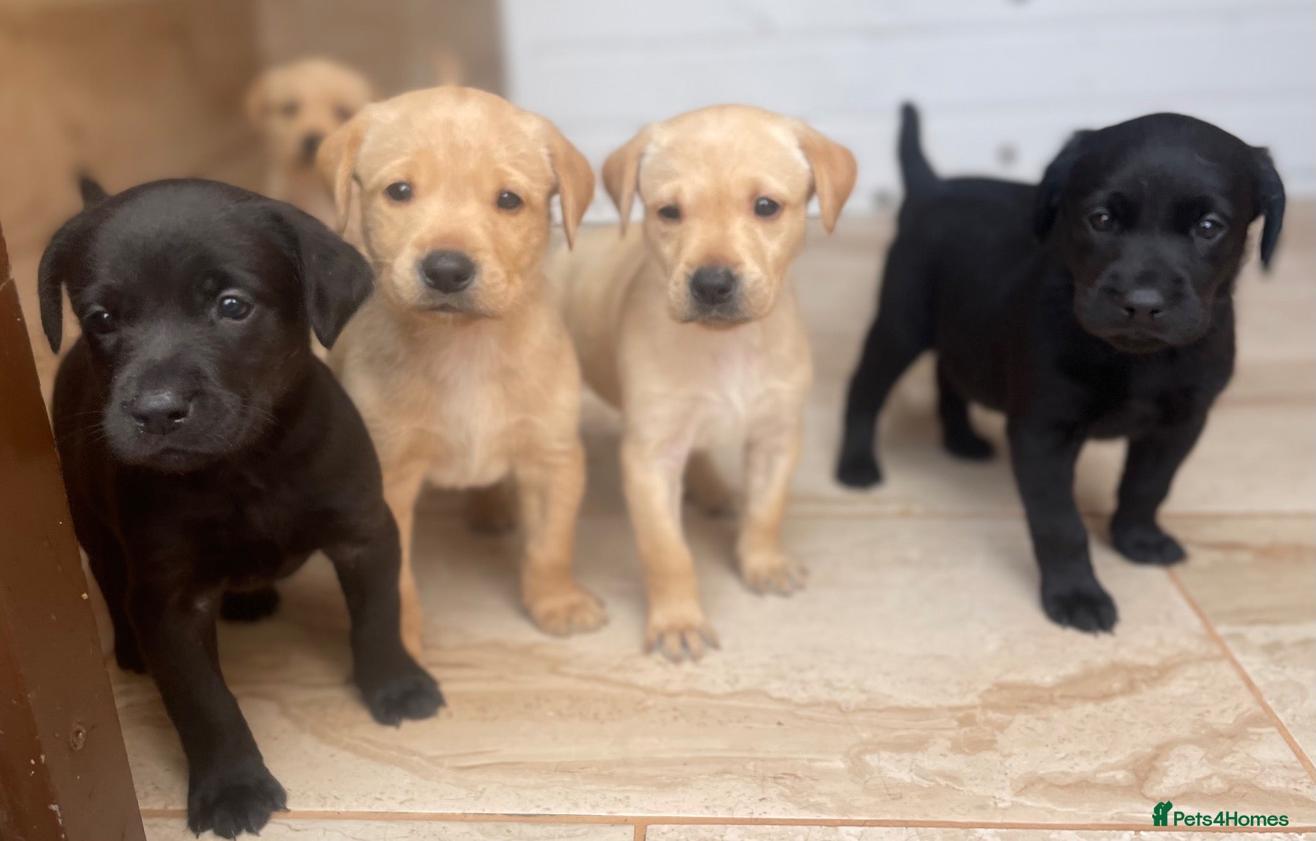 Labrador Retriever dogs Health Tested Working Labrador Puppies - Advert 1