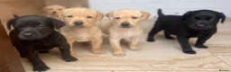 Labrador Retriever dogs for sale: Health Tested Working Labrador Puppies - Advert 1