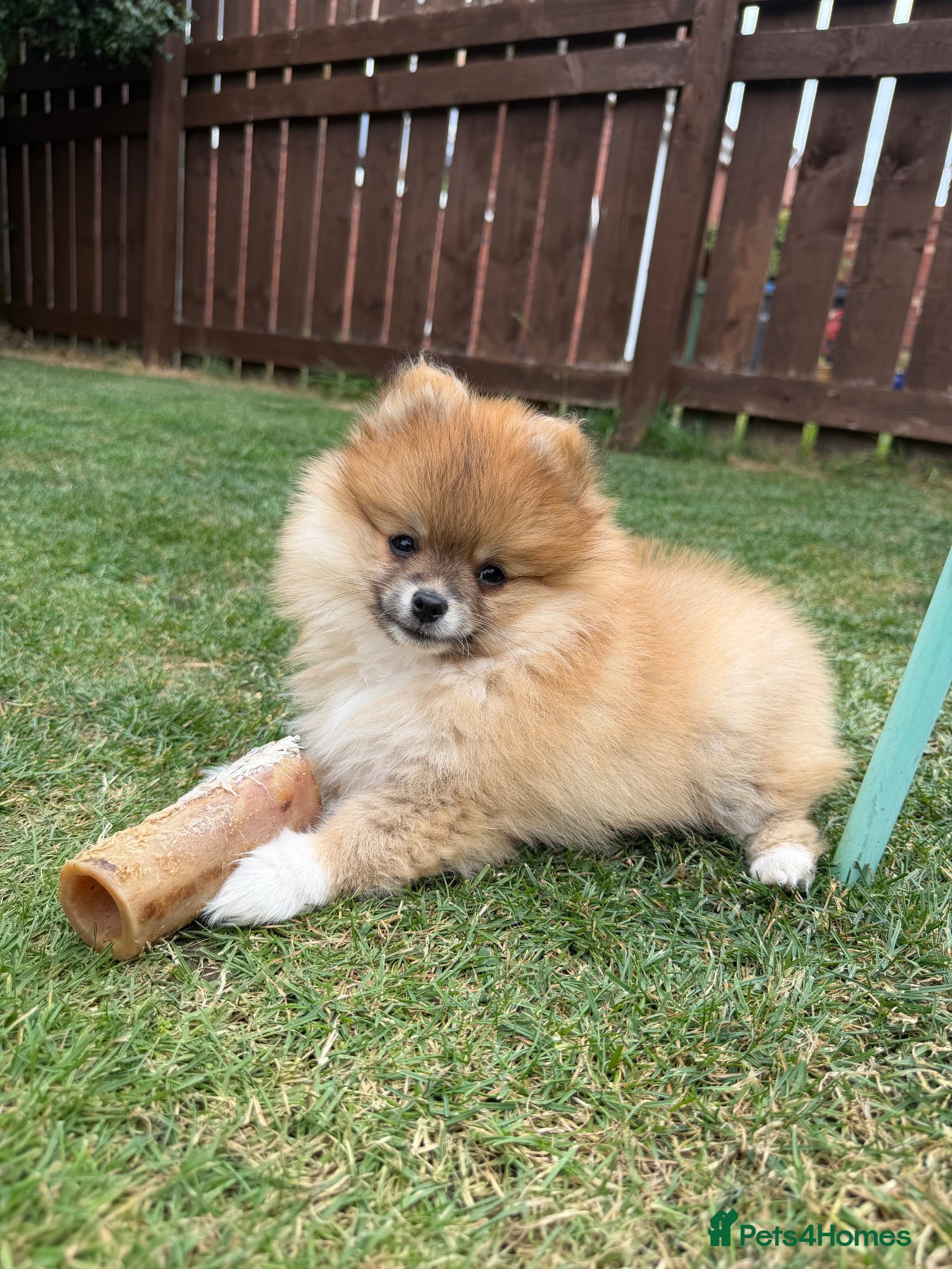 Pomeranian dogs 🧡 KC ORANGE SABLE POMERANIAN GIRL 🧡 - Advert 7