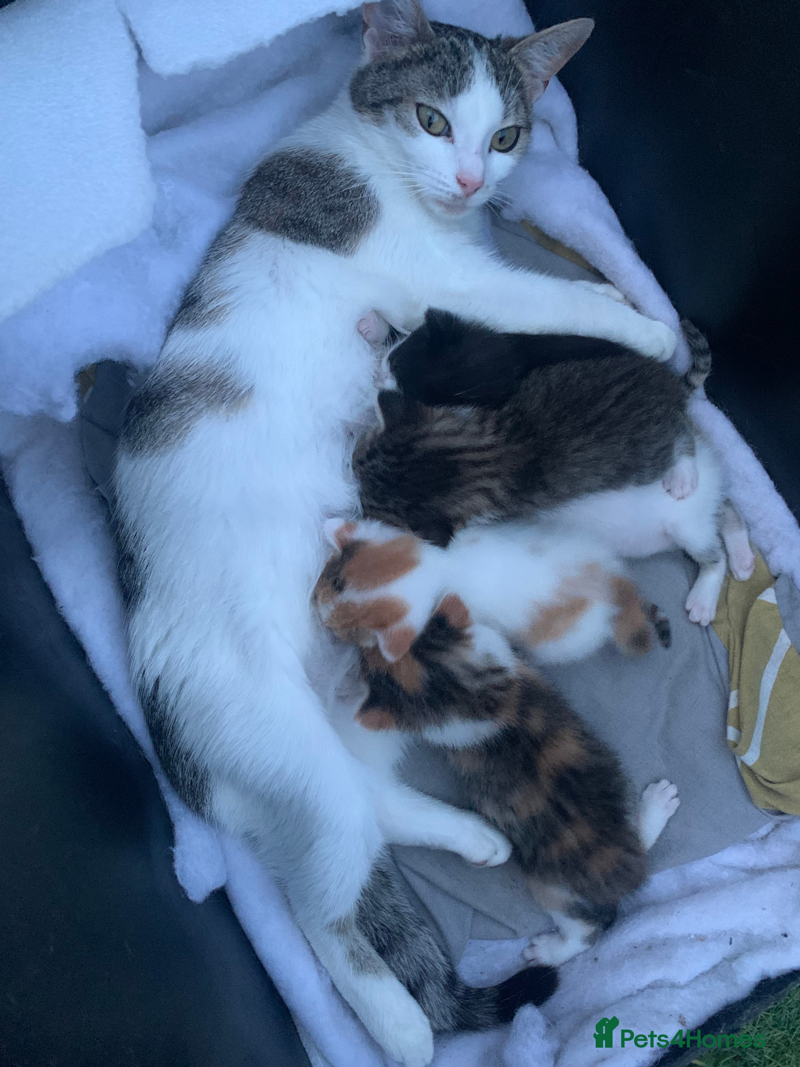 Mixed Breed cats kittens for sale - Advert 1