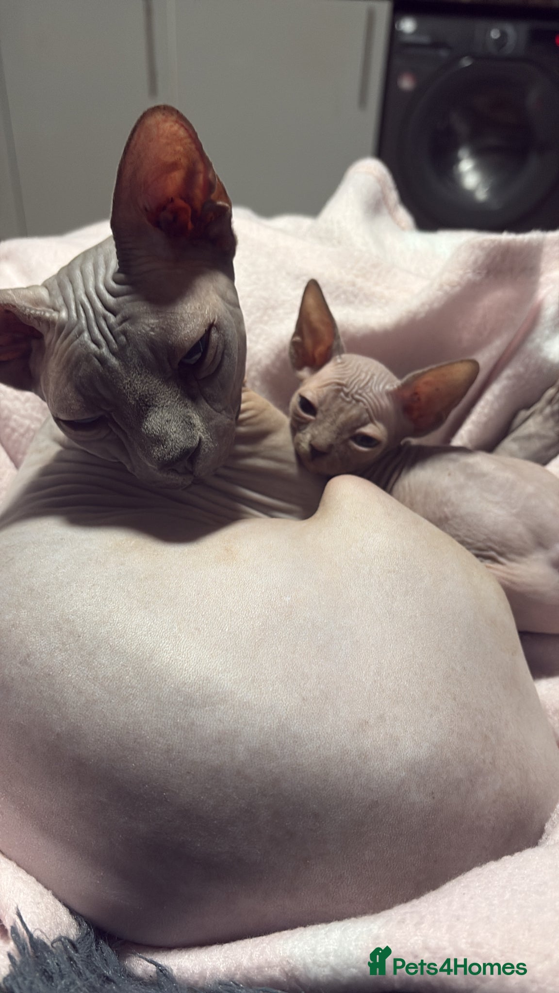 Sphynx cats Sphynx kittens  - Advert 1