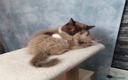 Ragdoll cats for sale: Reduced RARE Brown/mink Green-eyed Ragdoll kittens - Image 19