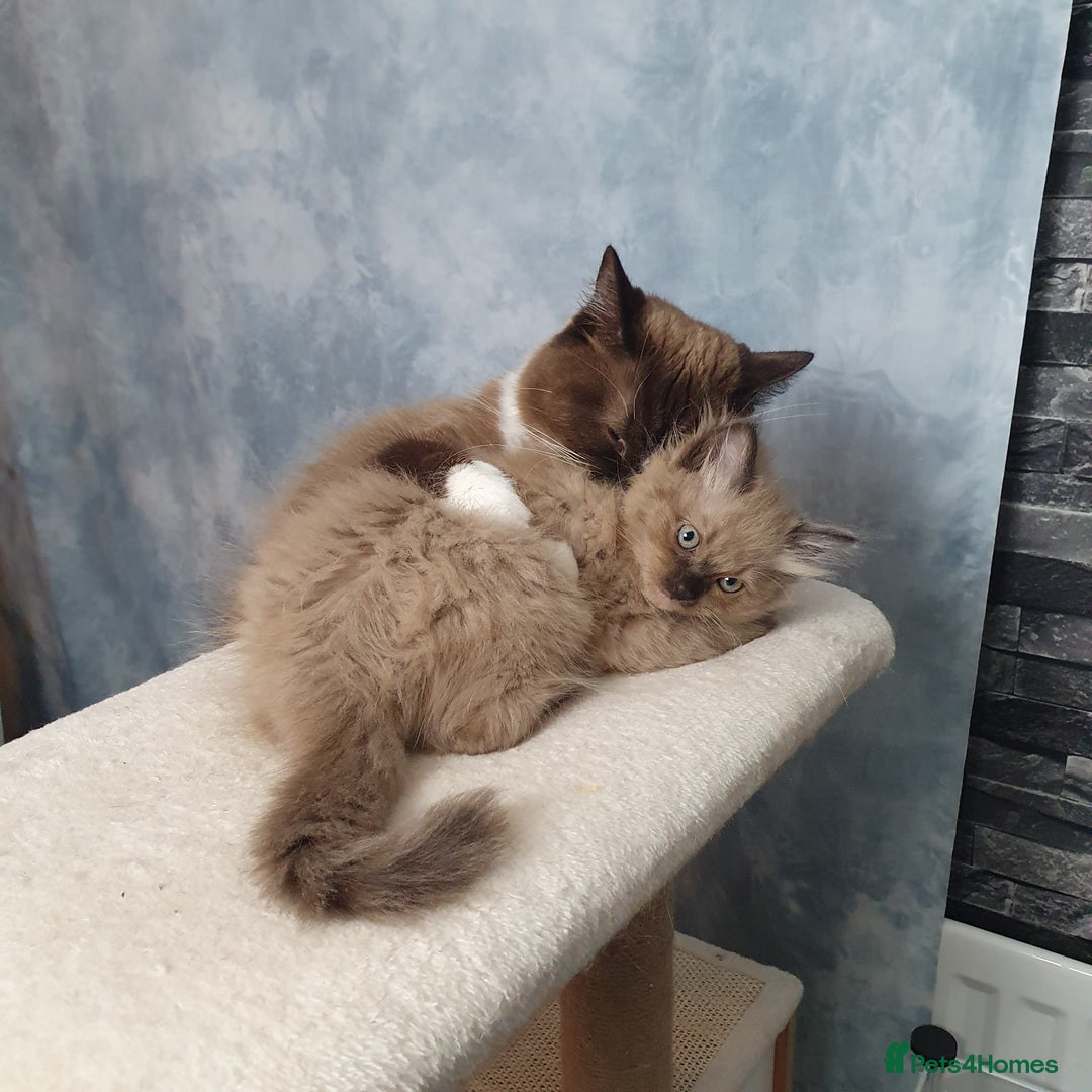 Ragdoll cats for sale: Reduced RARE Brown/mink Green-eyed Ragdoll kittens - Image 19