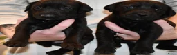 Mixed Breed dogs for sale: 16 Cane Corso x Lurcher puppies.  - Advert 5