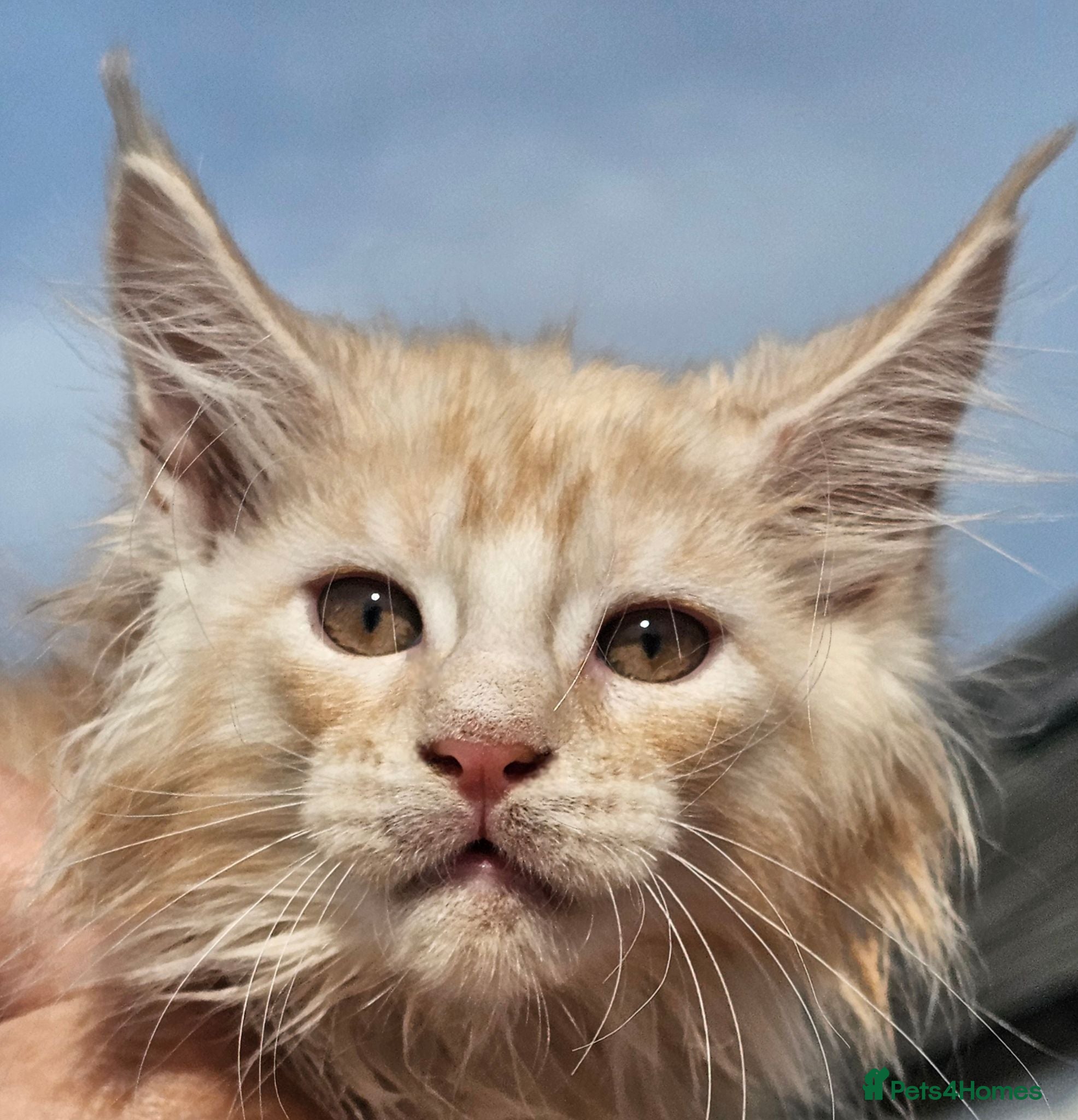 Maine Coon cats Tica maine coon babies from heath tested parents - Advert 1
