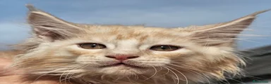 Maine Coon 4