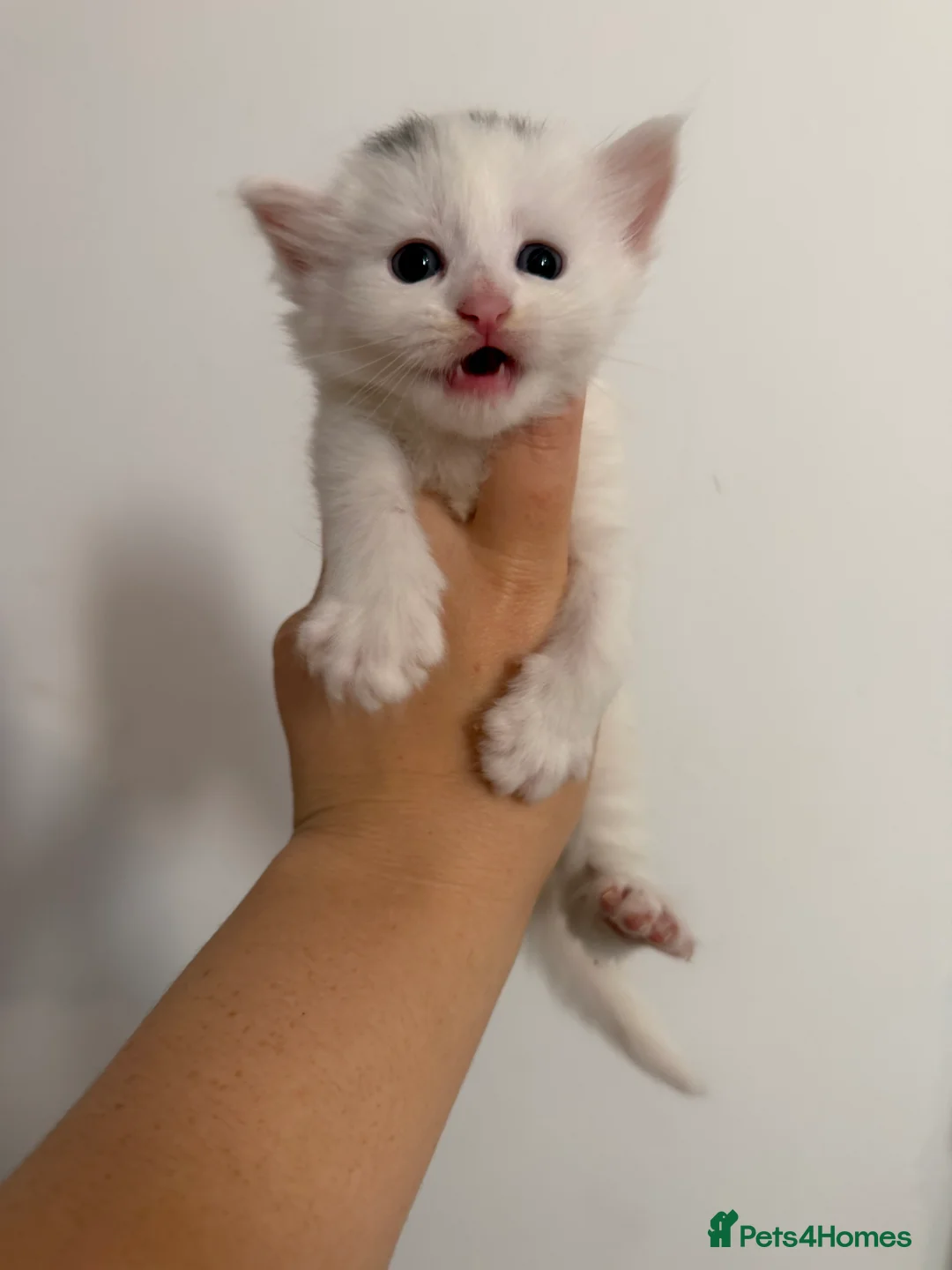 Ragdoll cats for sale: Russian blue x ragdoll - Advert 2