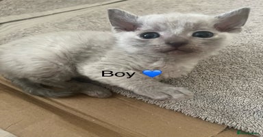 British Shorthair cats - Advert 14
