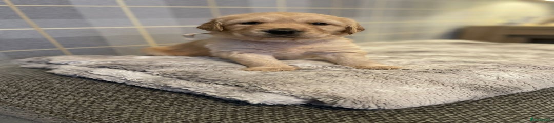 Golden Retriever Puppy 8