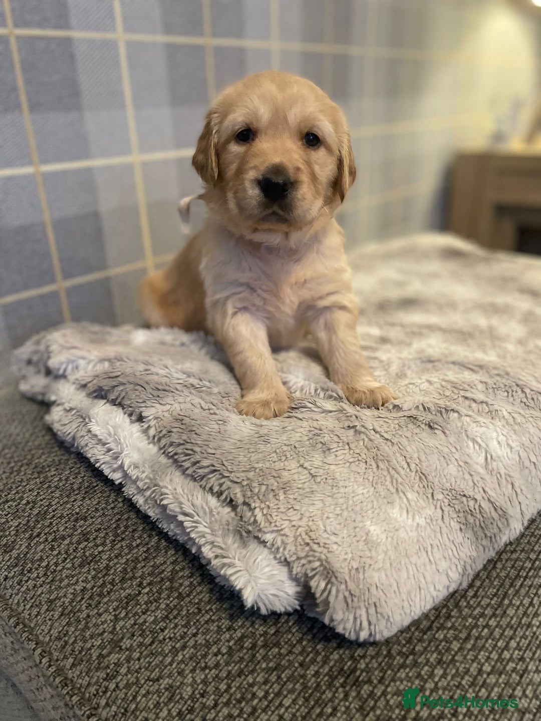 Golden Retriever dogs for sale: Golden retriever pups looking for forever homes  - Image 6