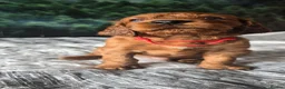 Irish Setter dogs for sale: KC Registered Beautiful Irish Setter Puppies  - Advert 29