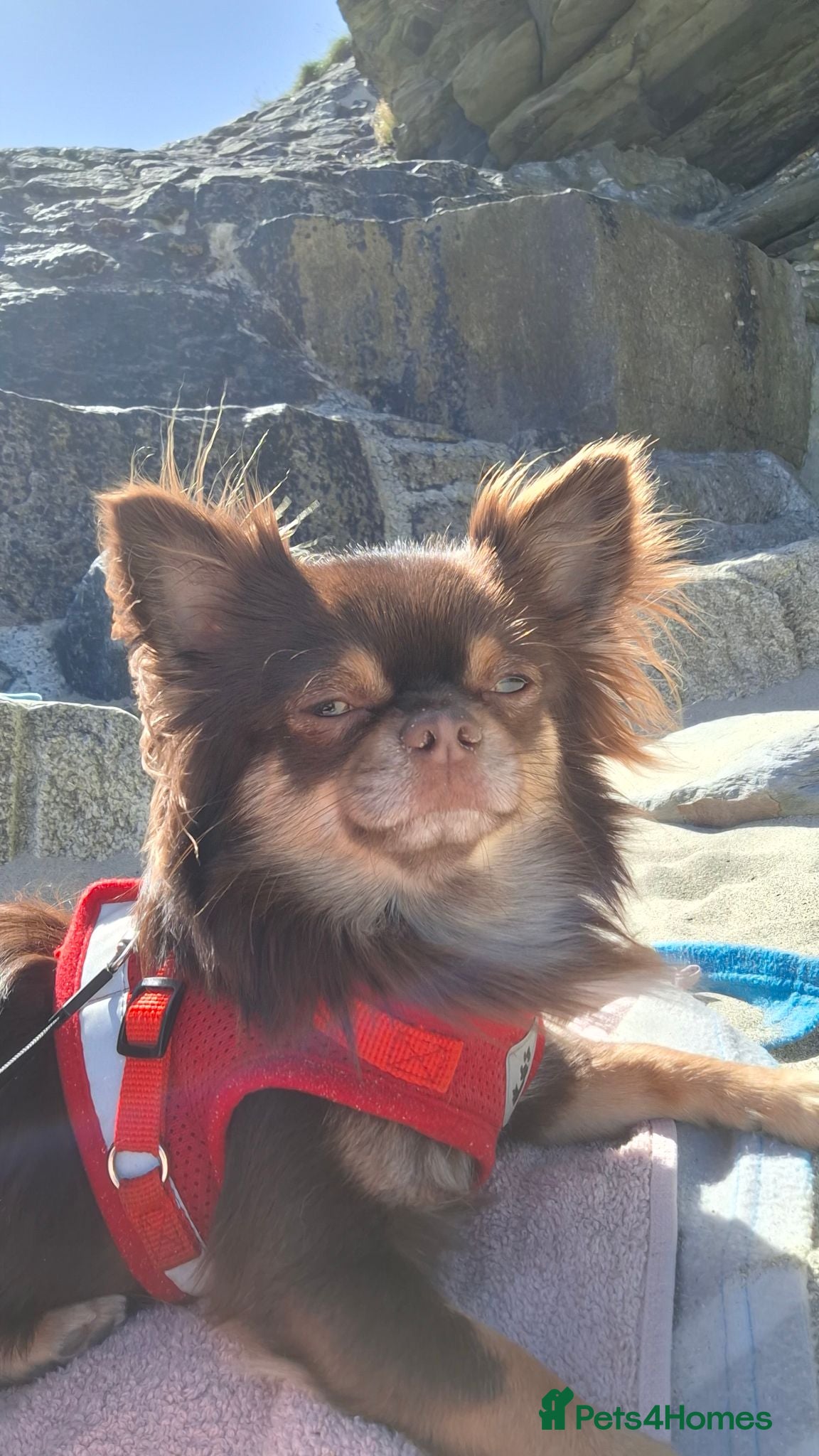 Chihuahua dogs Longhair Chahauha  - Advert 6