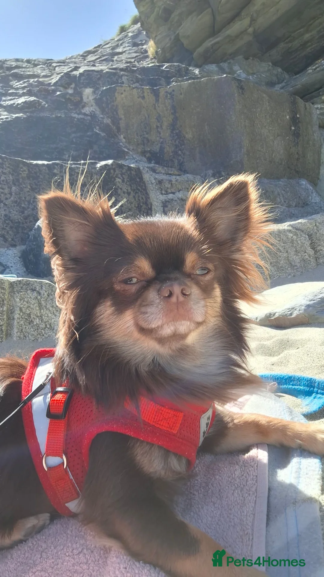 Chihuahua dogs for stud: Longhair Chahauha  - Advert 1