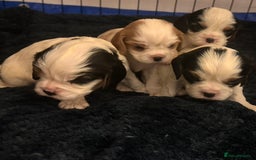 Cavalier King Charles Spaniel dogs for sale: DNA health tested, much loved cavaliers - Image 3
