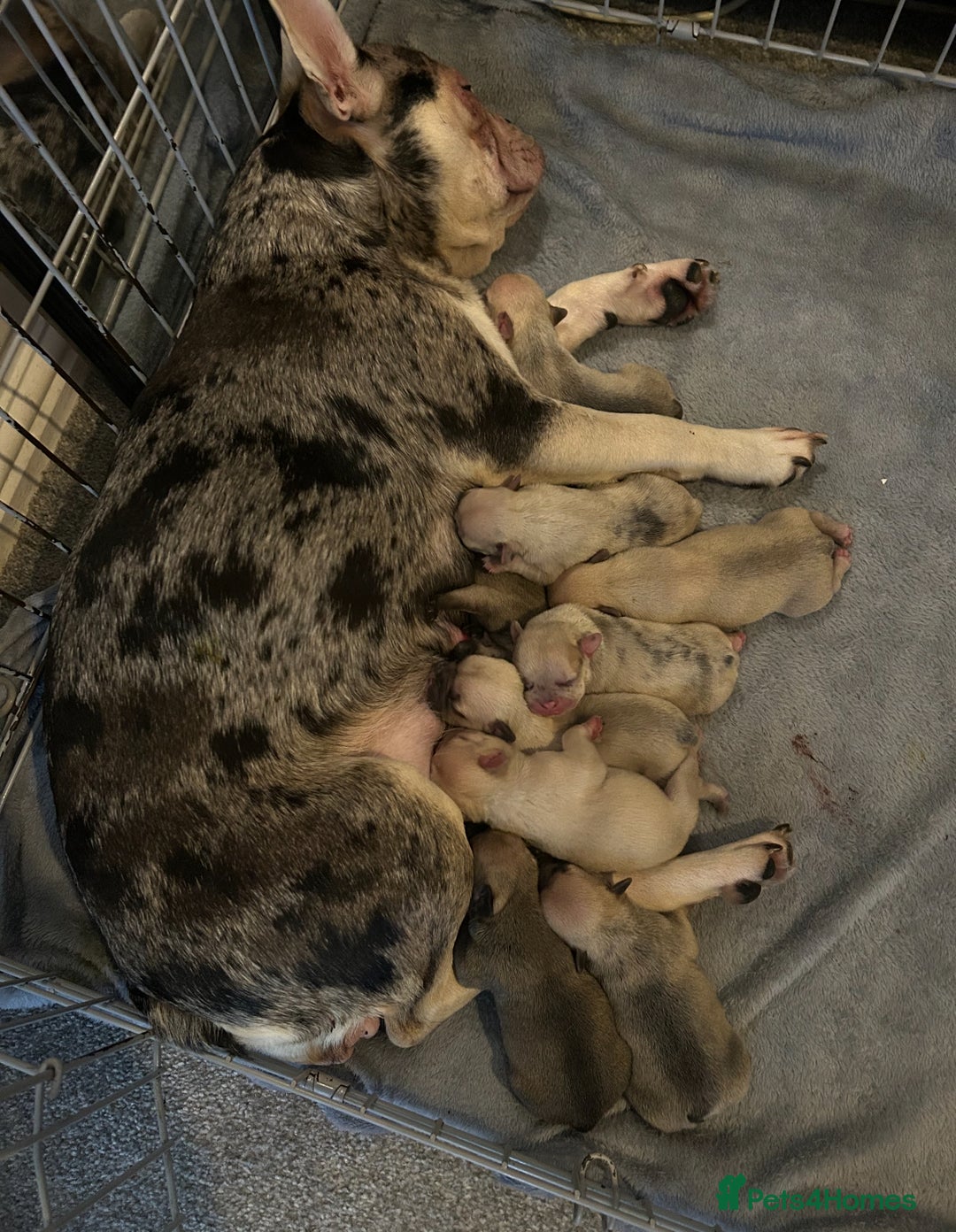 French Bulldog dogs for sale: 10 stunning coloured French bulldogs🐾 - Advert 11