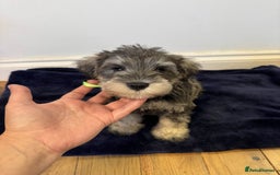 Miniature Schnauzer dogs for sale: 🩷 Ready to leave now for their forever homes 🩷 - Image 10