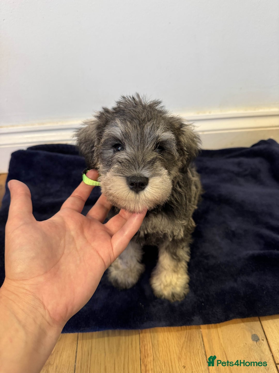 Miniature Schnauzer dogs for sale: 🩷 Ready to leave now for their forever homes 🩷 - Image 10