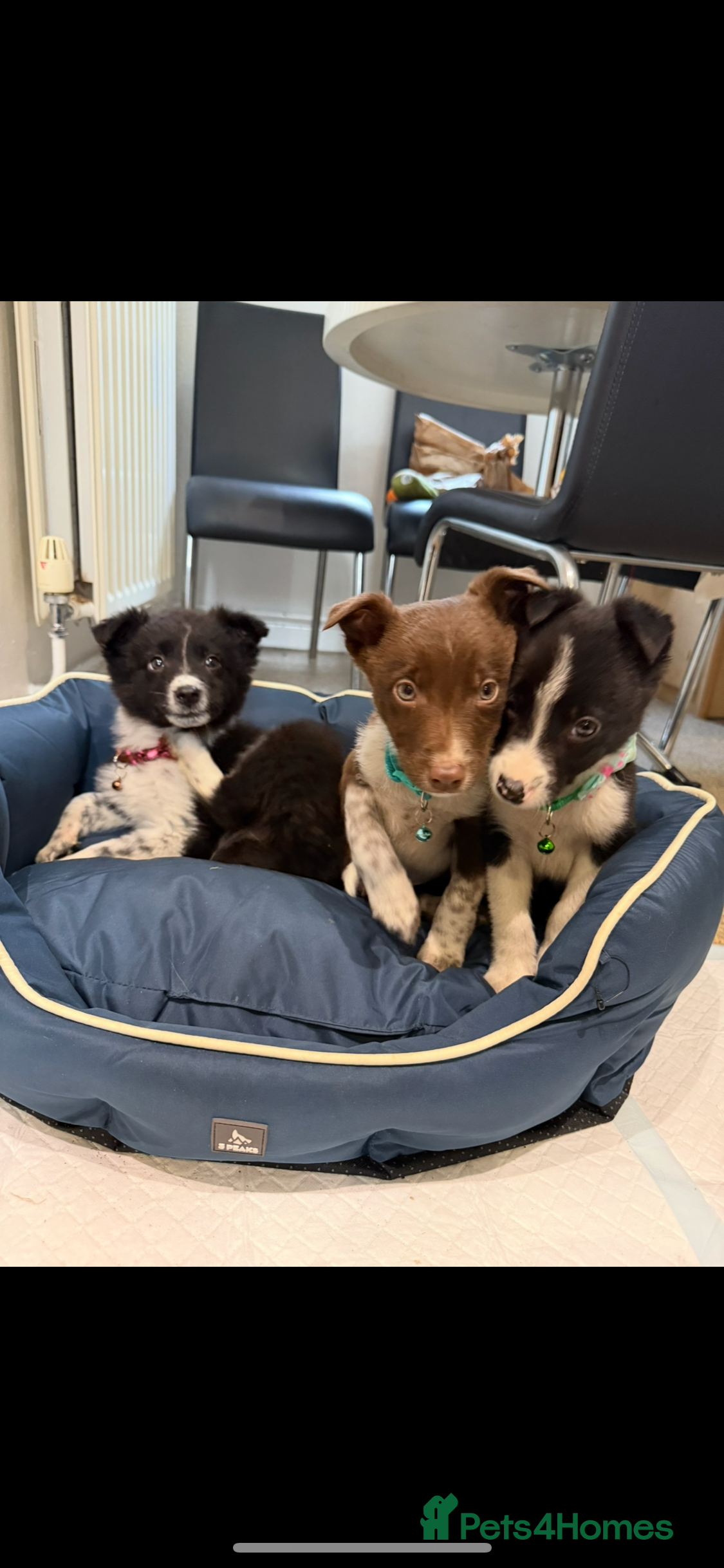Border Collie dogs 3 Beautiful Collie Pups 🐶  - Advert 2