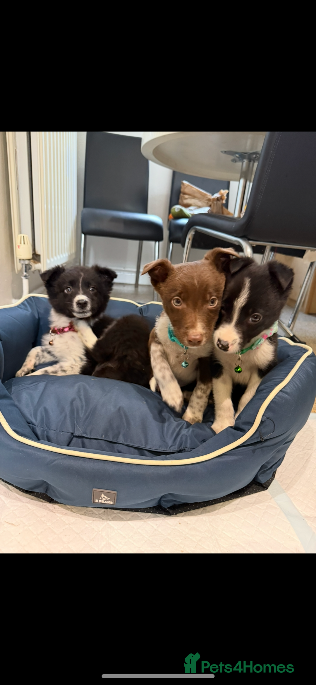 Border Collie dogs for sale: 3 Beautiful Collie Pups 🐶  - Advert 1