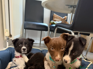 Border Collie dogs 3 Beautiful Collie Pups 🐶 - Advert 1