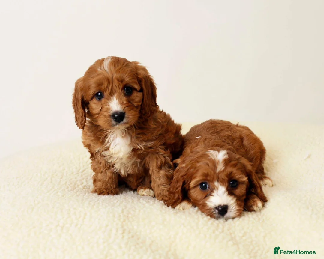Cavapoo dogs for sale: FOX RED CAVAPOOS READY SOON ♥️ - Advert 4