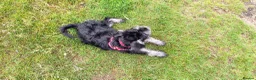 Miniature Schnauzer dogs for sale: 11 Month Old Female Miniature Schnauzer  in Saint Helens - Advert 12
