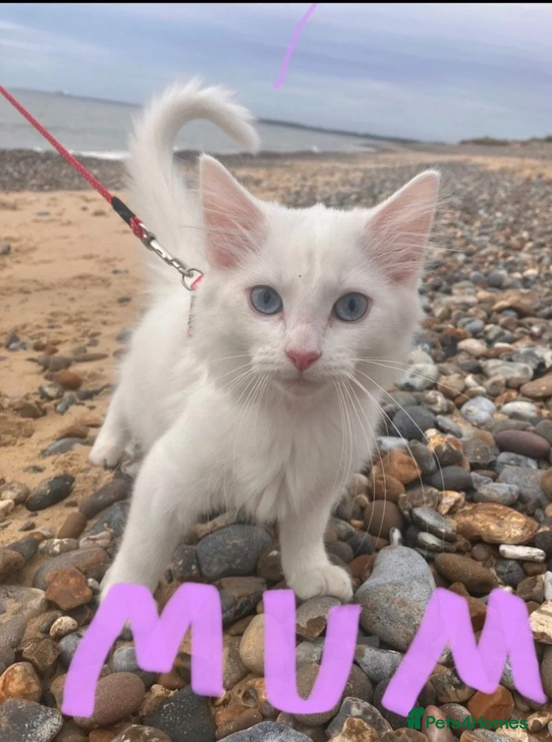 Mixed Breed cats for sale: A nice bunch of babies - Advert 14
