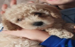 Cavapoochon dogs for sale: Cavapoochon puppies available  - Image 11
