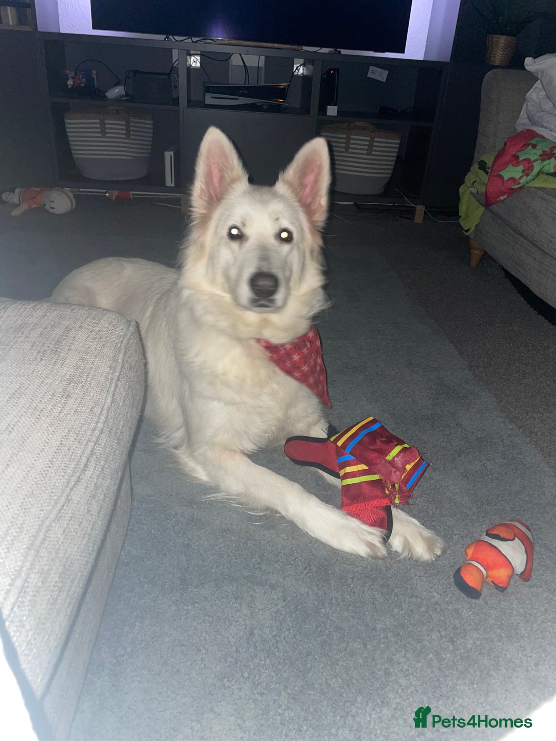 German Shepherd dogs for sale: Female white German Shepard 6 years - Advert 2