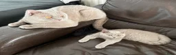 British Shorthair cats for sale: Two British shorthair boy and girl - Advert 7
