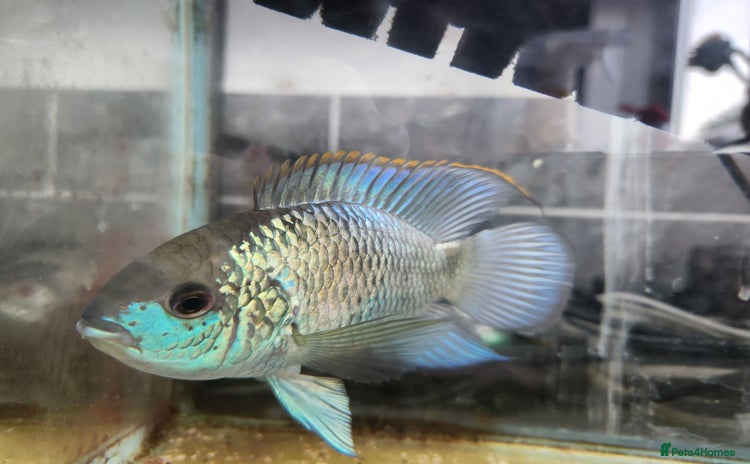 Cichlids fish - Advert 5