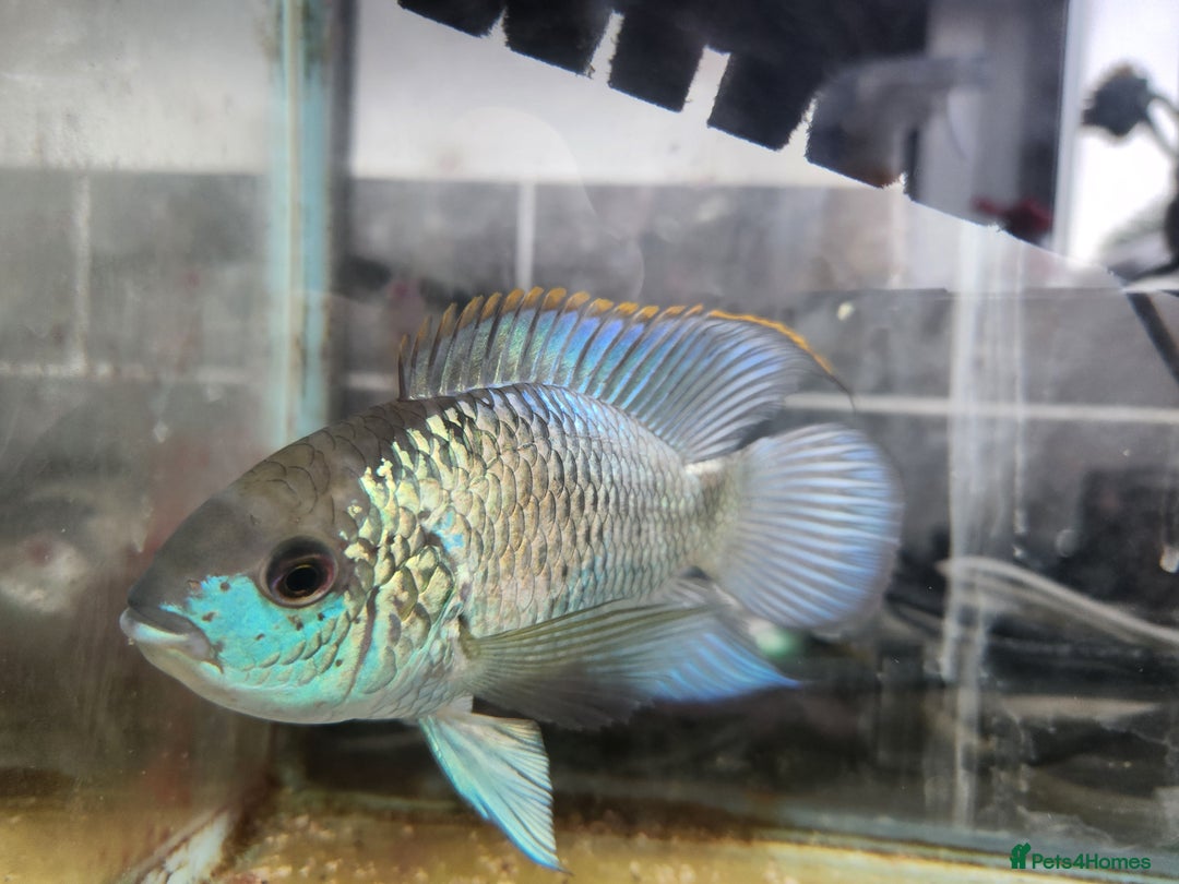Cichlids fish for sale: Large male electric blue acara - Image 1