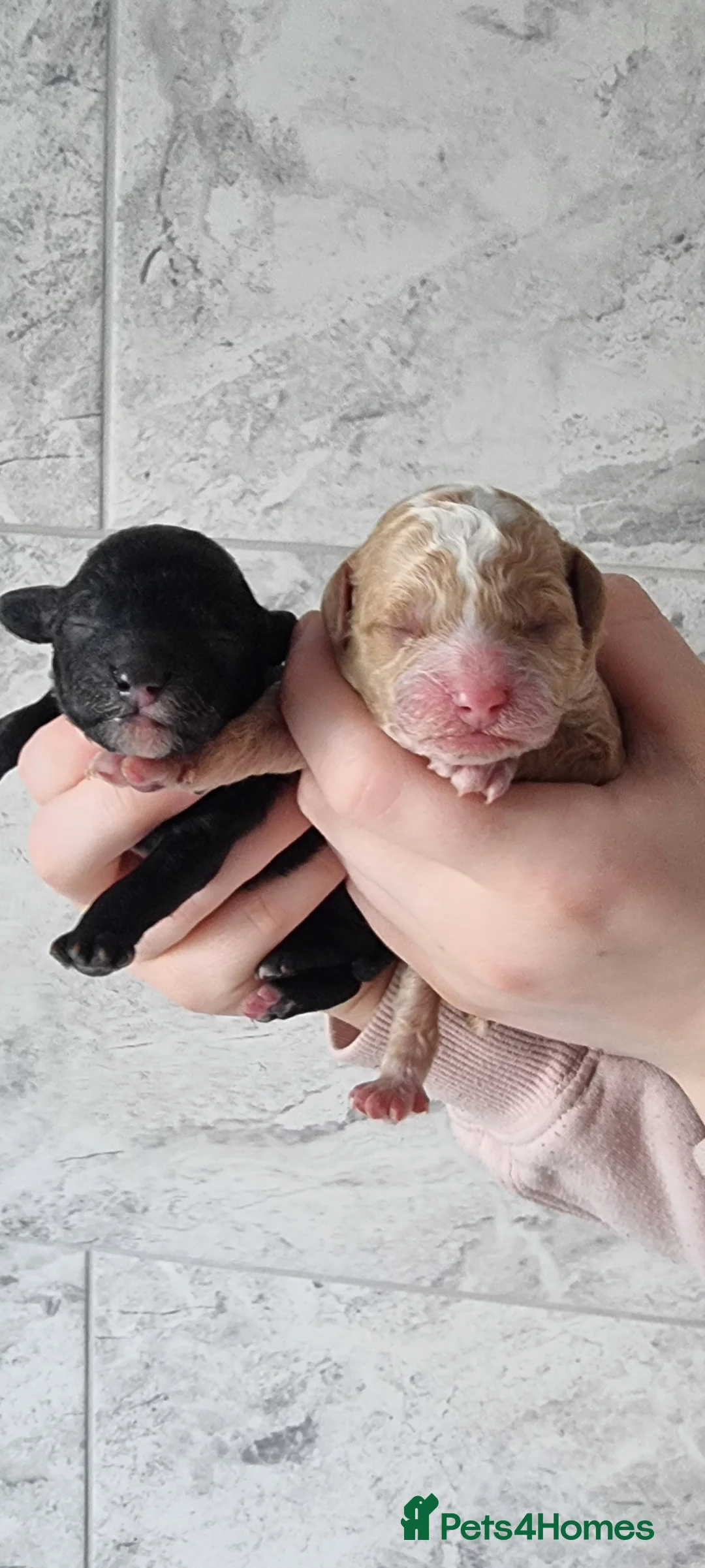 Toy Poodle dogs for sale: Full pedigree toy poodles - Advert 1