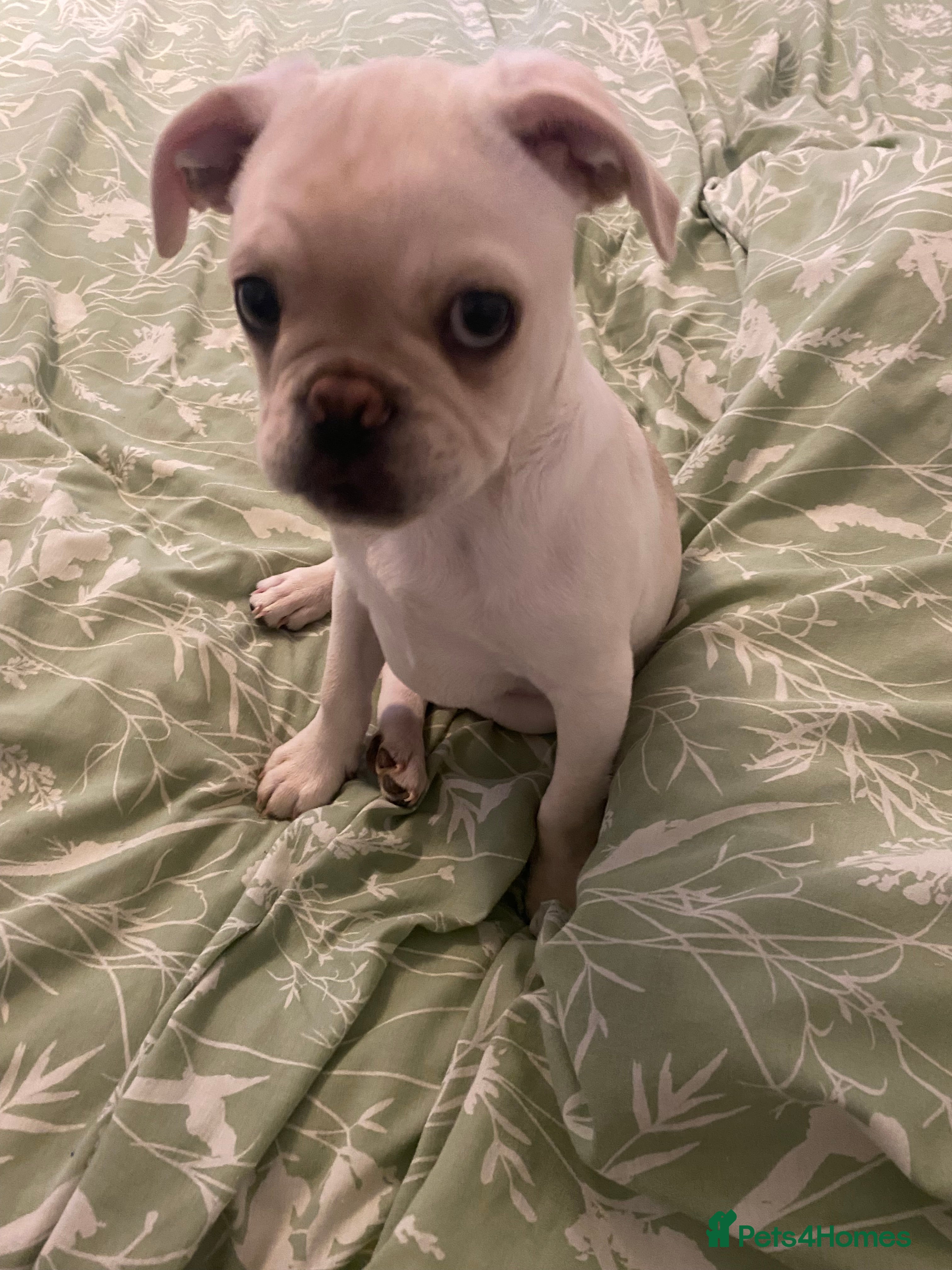 Pug dogs Frenchie x pug - Advert 1