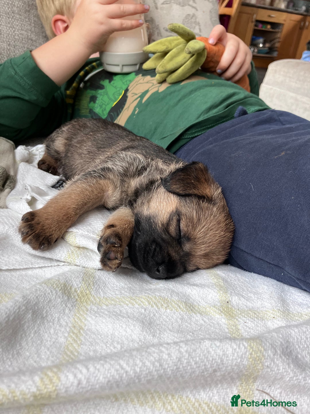Border Terrier dogs for sale: 4 gorgeous boys  - Image 5