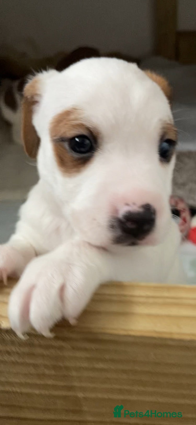 Jack Russell dogs beautiful jack Russell puppies  - Advert 3