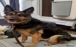 German Shepherd dogs for sale: Molly  - Image 1