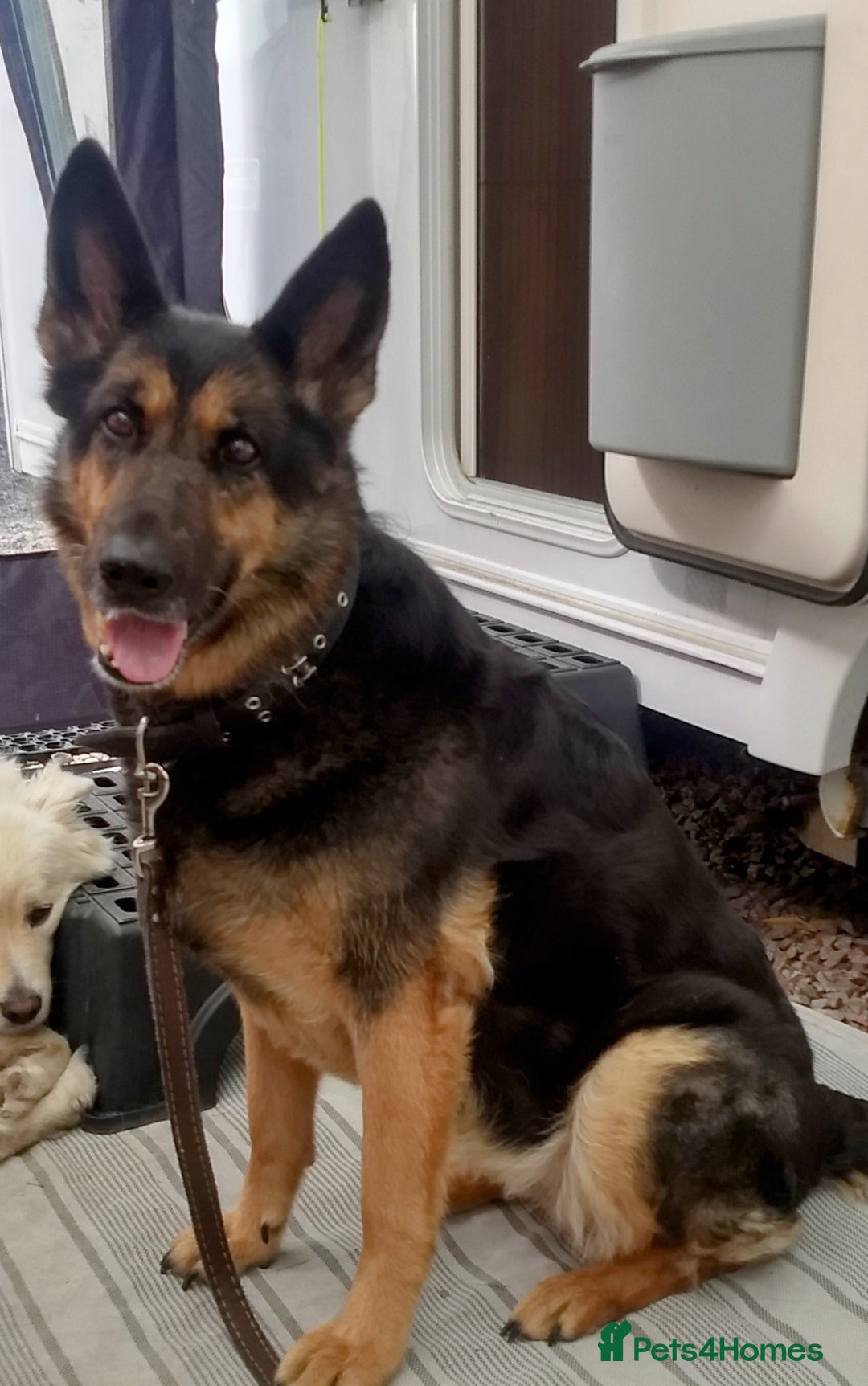 German Shepherd dogs for sale: Molly  - Image 1