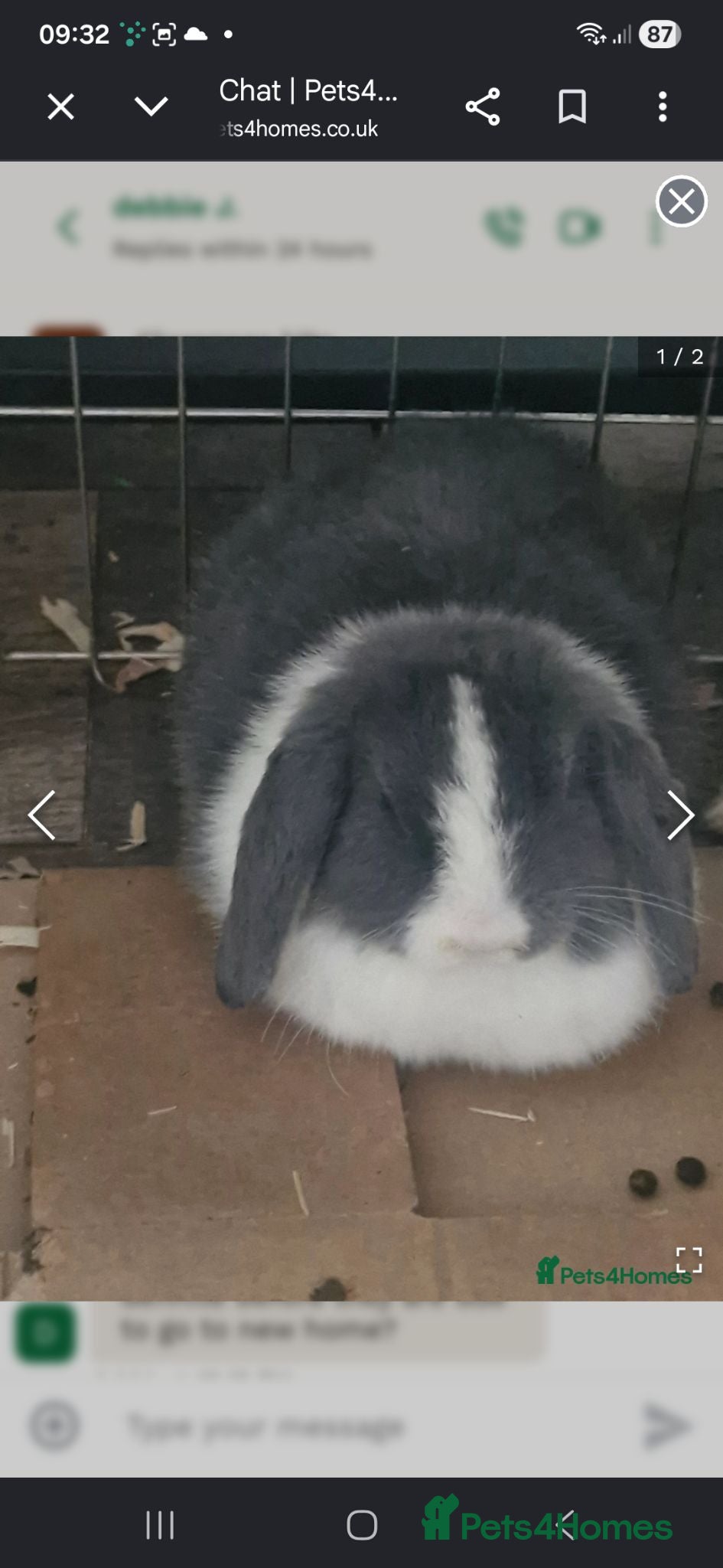 Mini Lop rabbits Stunning Mini lops - Advert 12