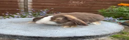 Mini Lop rabbits for sale: Gorgeous mini lop buck ready to go now   - Advert 8