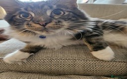 Maine Coon cats for sale: Male, Maine coon - Image 3