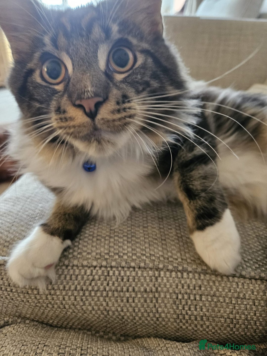 Maine Coon cats for sale: Male, Maine coon - Image 3
