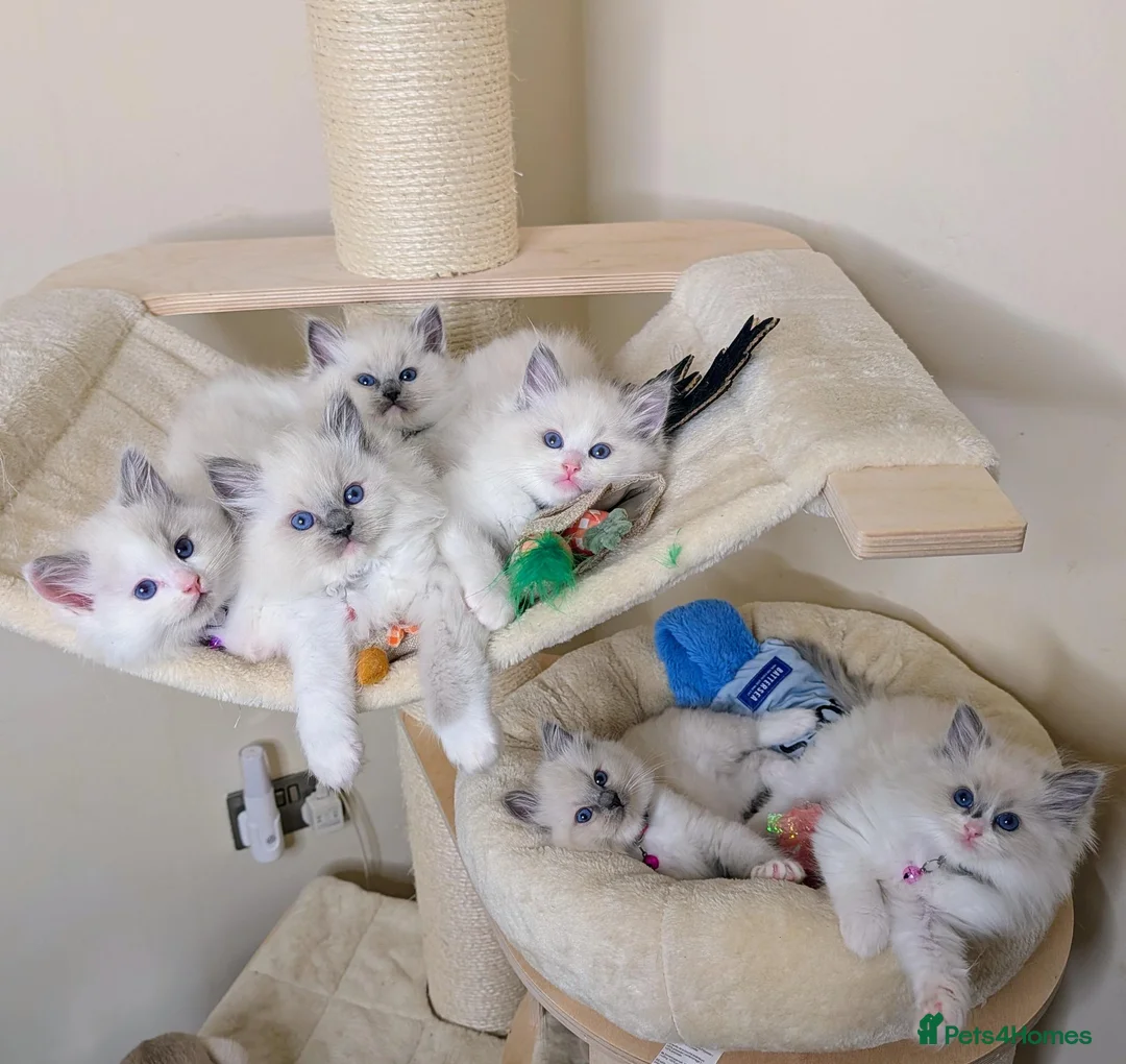 Ragdoll cats for sale: 🏆Tica Registered kittens from EU champion lines🏅 - Advert 1