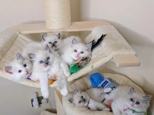 Ragdoll cats for sale: 🏆Tica Registered kittens from EU champion lines🏅 - Advert 1