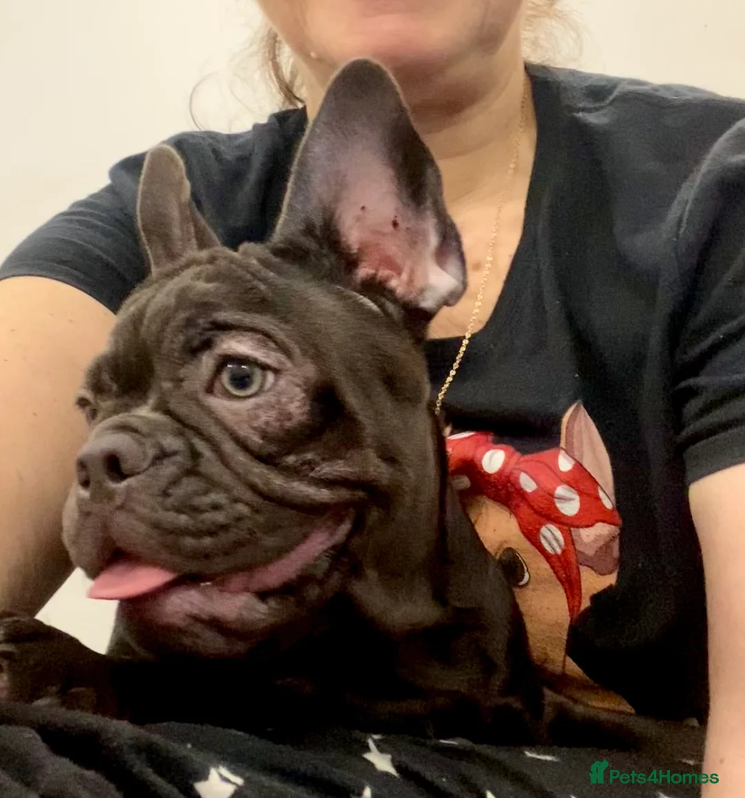 French Bulldog dogs for sale: KC registered French Bulldog Girl  & 1 Boys 🐶❤️ - Advert 26