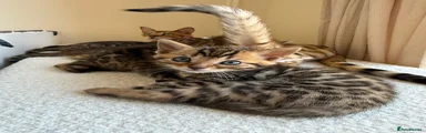 Female Light Pink Collar