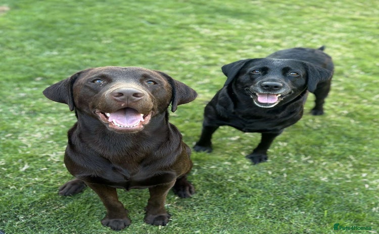 Labrador Retriever dogs - Advert 3