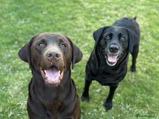 Labrador Retriever dogs - Advert 36